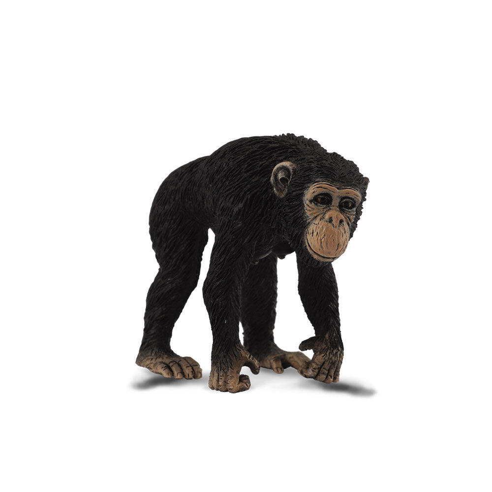 Figura de chimpanzé colecta (médio)