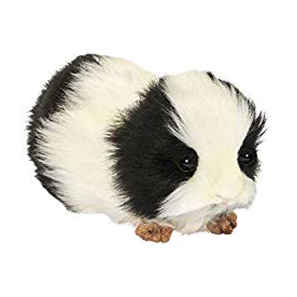 Hansa -cavia