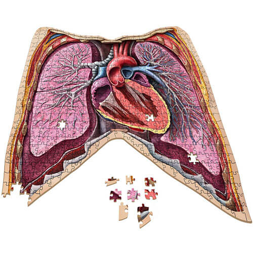 Dr. Livingston's Anatomy Jigsaw Puzzle the Human Thorax